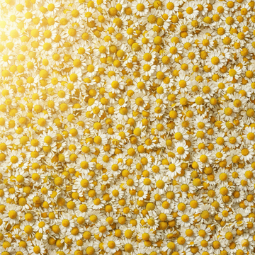 Chamomile and Sleep: Why This Ancient Herb Still Works