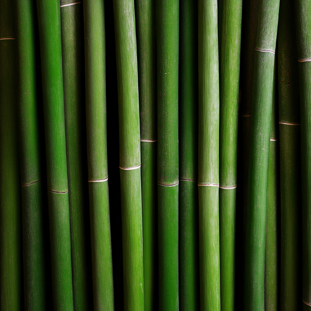 Close-up of green bamboo stalks against a dark background