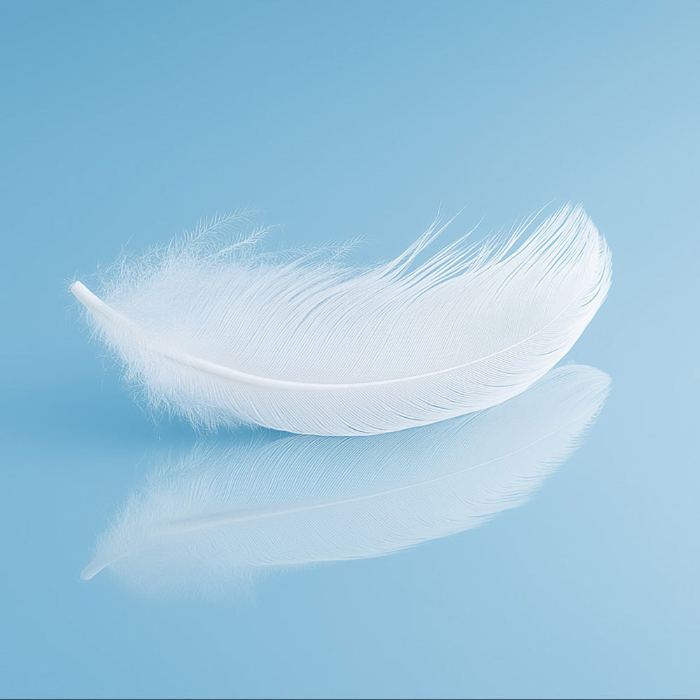 White feather on a light blue background